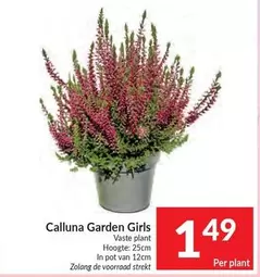De - Calluna Garden Girls